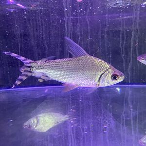 silver prochilodus (semaprochilodus taeniurus)