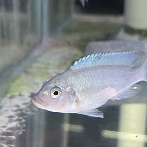 cobalt blue zebra mbuna (maylandia cf. callainos)