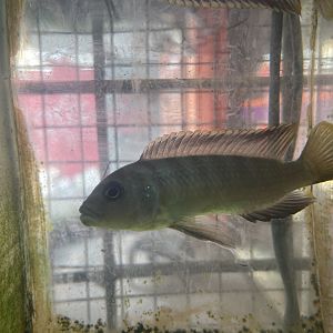 william’s mbuna (maylandia cf. greshakei)