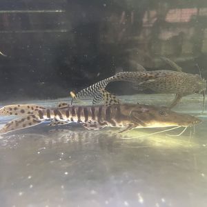 tiger shovelnose catfish (pseuplatystoma sp.)