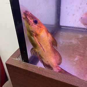 yellow blotched upside-down catfish (synodontis nigriventris)