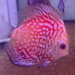 discus (pigeon blood morph) (symphysodon sp.)