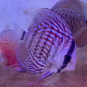 discus (royal blue morph) (symphysodon sp.)