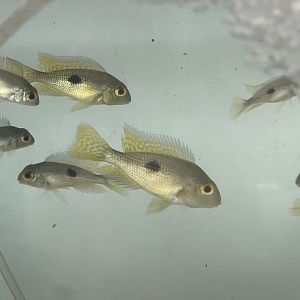 baby eartheater (geophagus sp.)