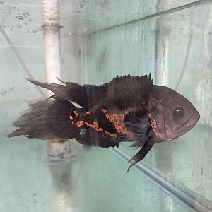 longfin oscar (astronotus ocellatus)