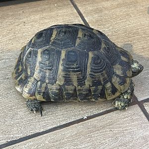 hermann’s tortoise (testudo hermanni hermanni)