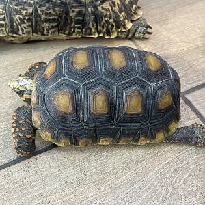 red-footed tortoise (chelonoidis carbonarius)