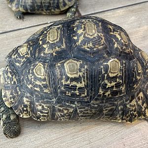 leopard tortoise (stigmochelys pardalis)