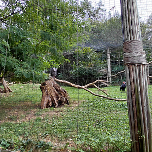 Senkele aviary
