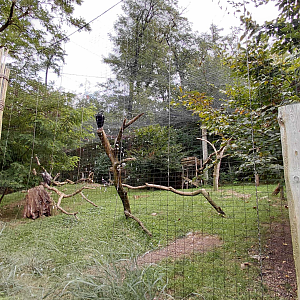 Senkele aviary