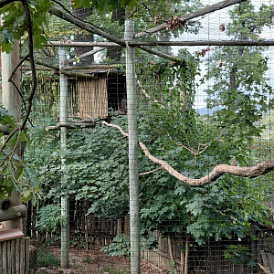 Verreaux's eagle-owl aviary