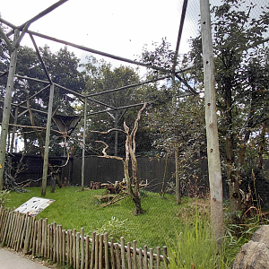 Abyssinian ground hornbill aviary