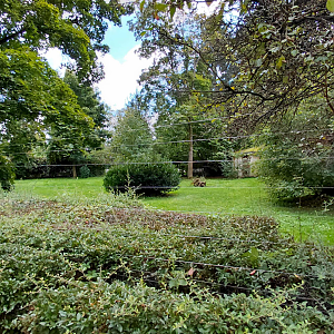Aardwolf outdoor exhibit