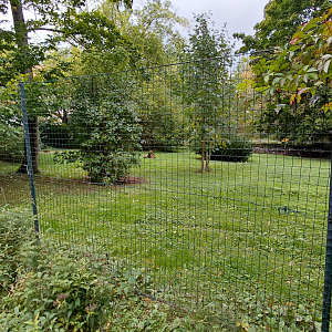 Aardwolf outdoor exhibit