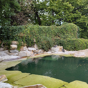 Humboldt penguin exhibit