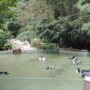 Humboldt penguin exhibit