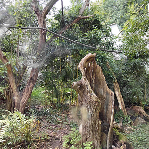 Hornbill + argus exhibit