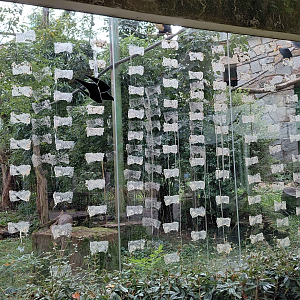 Hornbill + argus exhibit