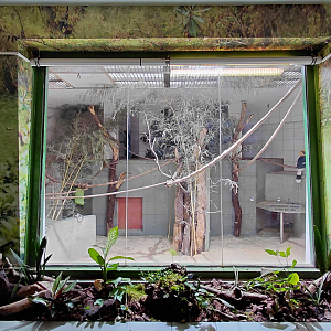 Hornbill+fireback+tortoise indoor exhibit