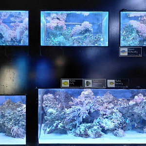 The bay of the rays - fish tanks