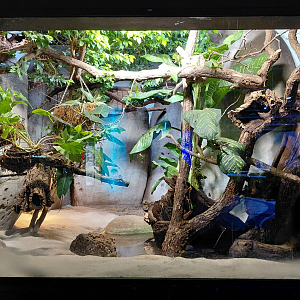 They bay of the rays - big terrarium