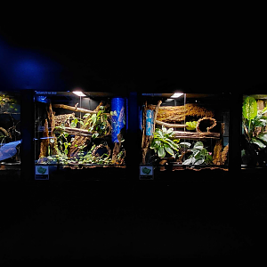 The bay of the rays - terrariums