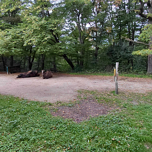Bactrian camel exhibit