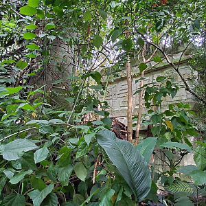 Inside the Yucatan tropical hall