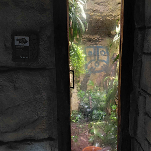 Yucatan - common tree frog exhibit