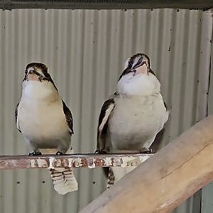 video of Laughing Kookaburra calling at Sydney Koala Garden