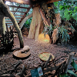 Yucatan - tortoise exhibit