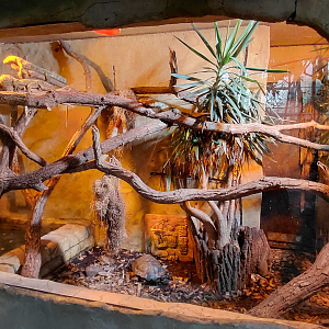 Yucatan - caiman lizard+tortoise exhibit