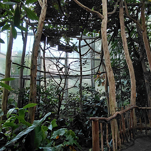 Yucatan - Great blue turaco aviary