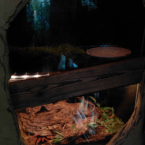 Yucatan - terrariums