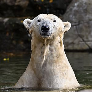 Polar bear