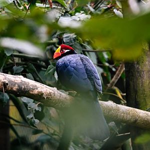 Violet turaco