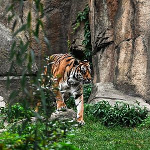 Sumatran tiger
