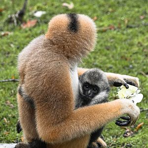 Northern white-cheeked gibbons