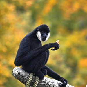 Northern white-cheeked gibbon