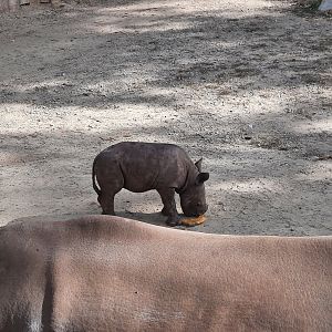 Black Rhinoceros Calf