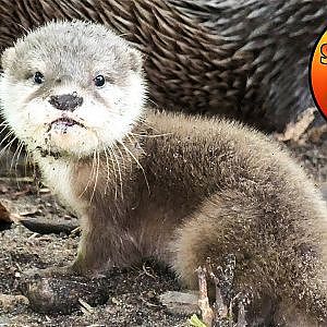New Otter pups