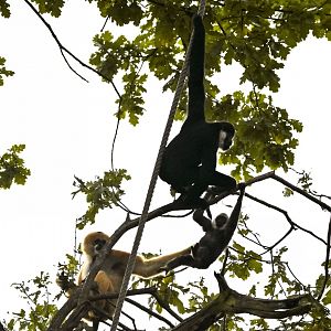 Northern white-cheeked gibbon family