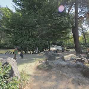 African penguin exhibit, 2025-04-30