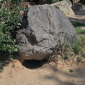 African penguin nest under rock, 2025-04-30
