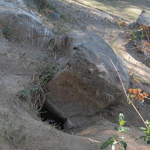 African penguin nest under rock, 2025-04-30