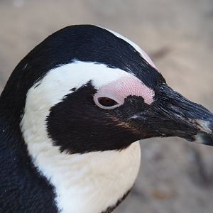African penguin (Spheniscus demersus), 2025-04-30