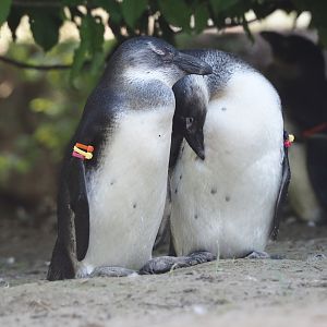 Juvenile African penguins (Spheniscus demersus), 2025-04-30