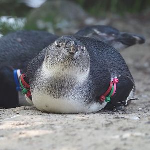 Juvenile African penguin (Spheniscus demersus), 2025-04-30
