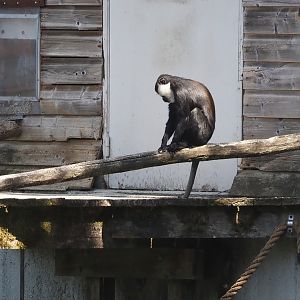 L'Hoest's monkey (Allochrocebus lhoesti), 2025-04-30
