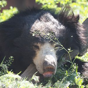 Indian sloth bear (Melursus ursinus ursinus), 2025-04-30